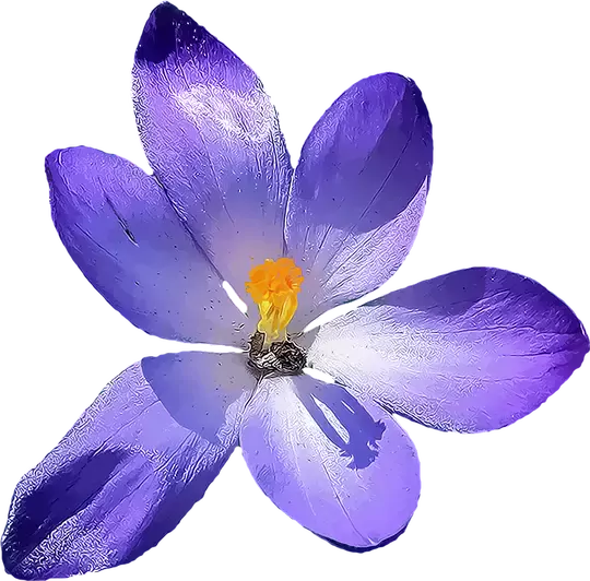 Bisiklet Yaka T-shirt Mor 222