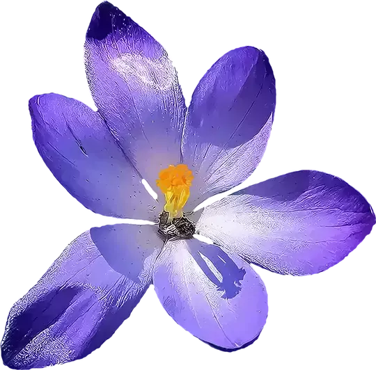 Bisiklet Yaka T-shirt Mor 222