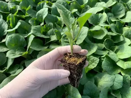 Pembe Patlıcan Fidesi