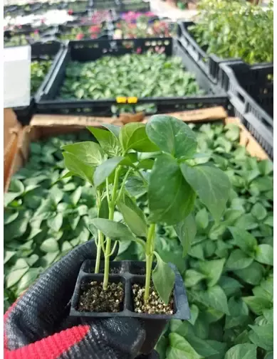 Kapya salçalık Biber Fidesi