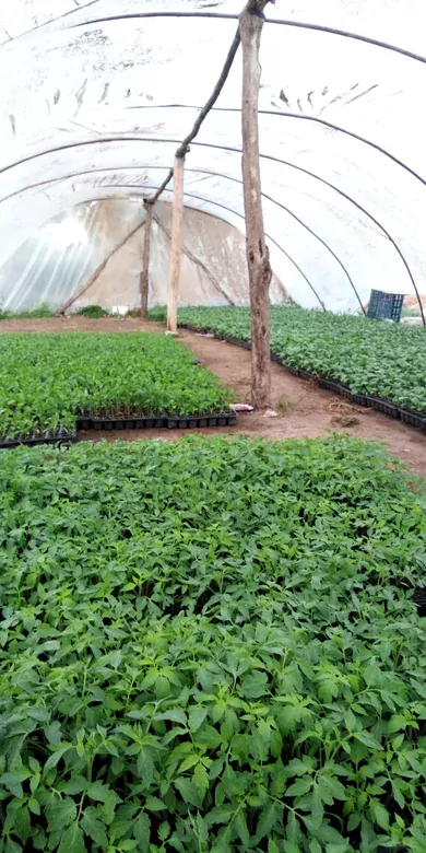 Mor Cin Biberi Fidesi