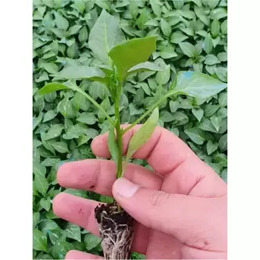 Yeşil Cin Biberi Fidesi