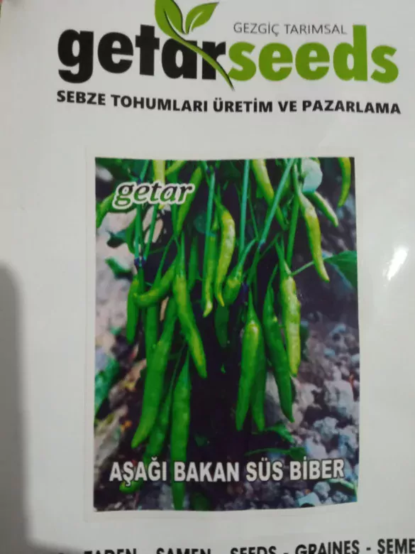 Kıl Biber Fidesi