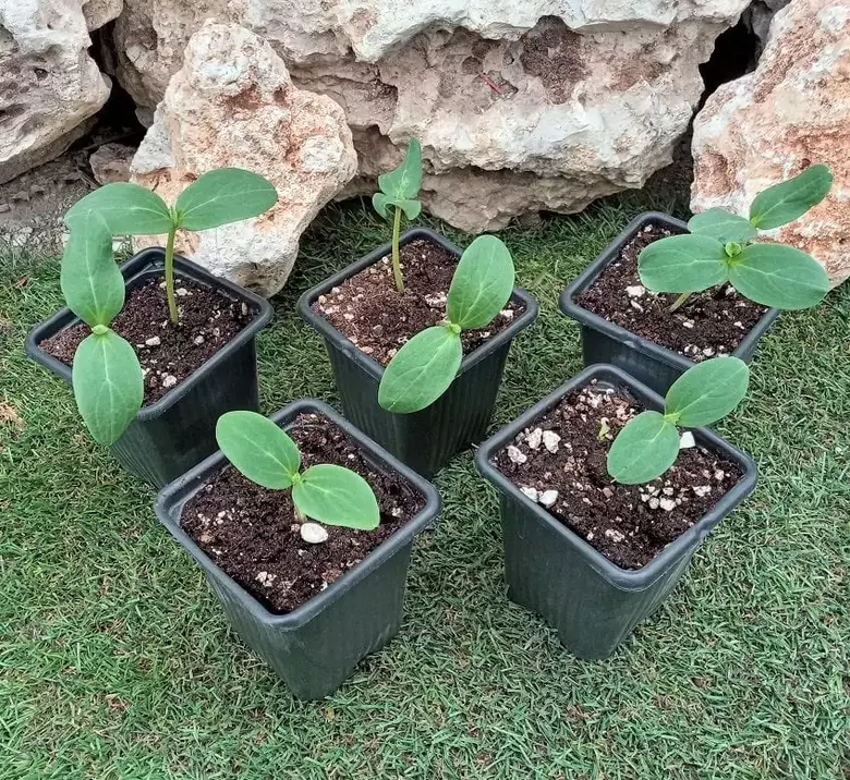 Kabak(yemeklik-dolmalık) Fidesi