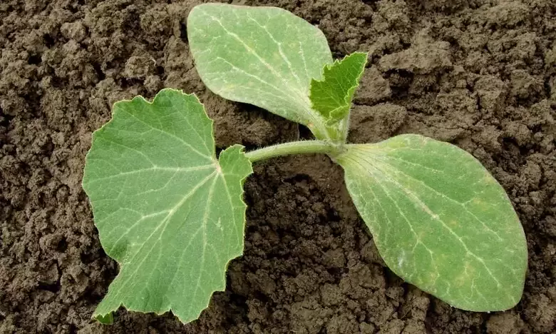 Et(su) Kabağı Fidesi