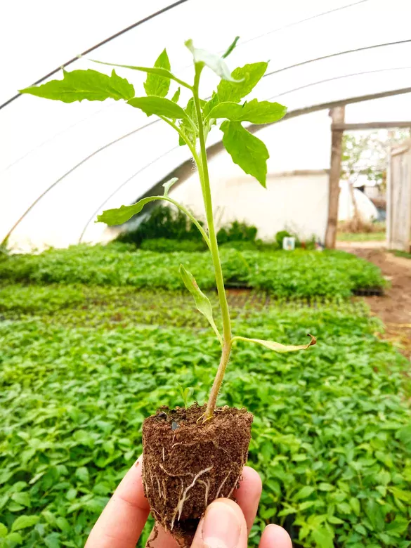 Salkım Domates Fidesi