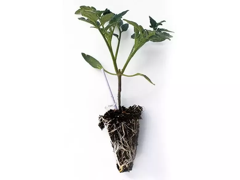 Salkım Domates Fidesi