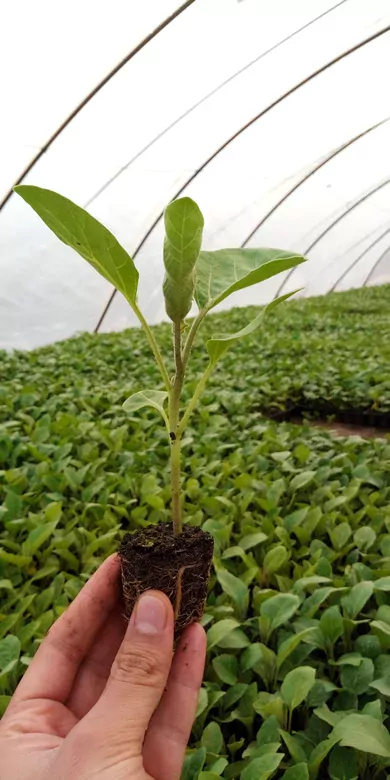 Topak (söğürmelik) Patlıcan