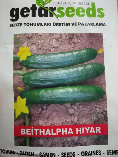 Salatalık Fidesi