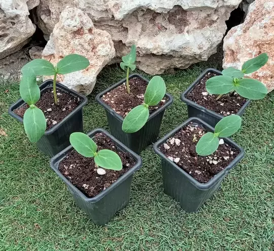 Kabak(yemeklik-dolmalık) Fidesi