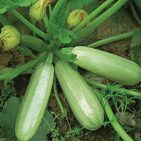 Kabak(yemeklik-dolmalık) Fidesi
