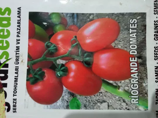 Salkım Domates Fidesi