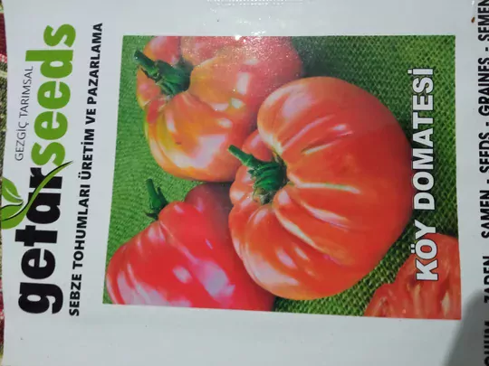 Köy Domates Fidesi