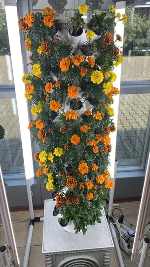 Dikey Tarım Sistemi