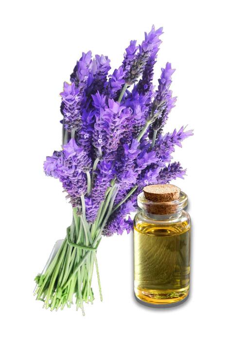 Naturoil Lavanta Yağı 20 ml