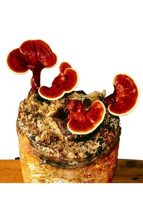 Organik Bitkim Reishi Mantarı Tozu (Ganoderma Lucidum) 20 gr