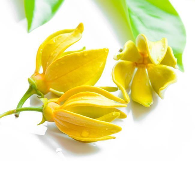 Balen Ylang Ylang Yağı (DİSTİLASYON) 20 ML x 2 Adet