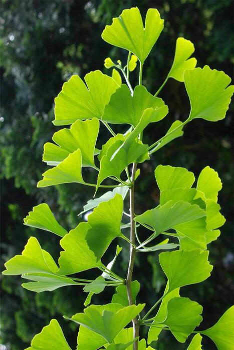 İstanbul Baharat Ginkgo Biloba Yaprağı 30 gr