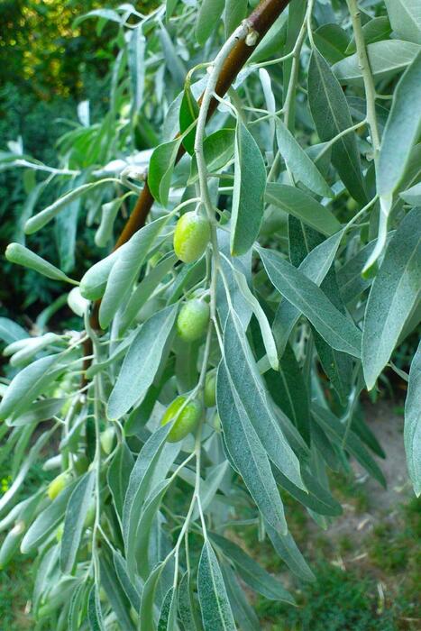 İstanbul Baharat Zeytin Yaprağı 40 gr