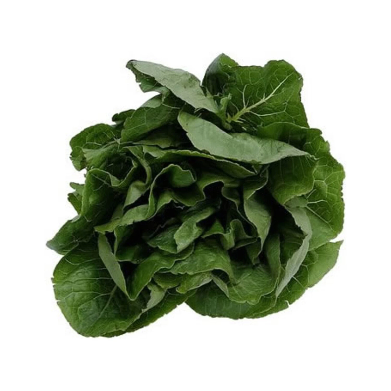 Ispanak Kg