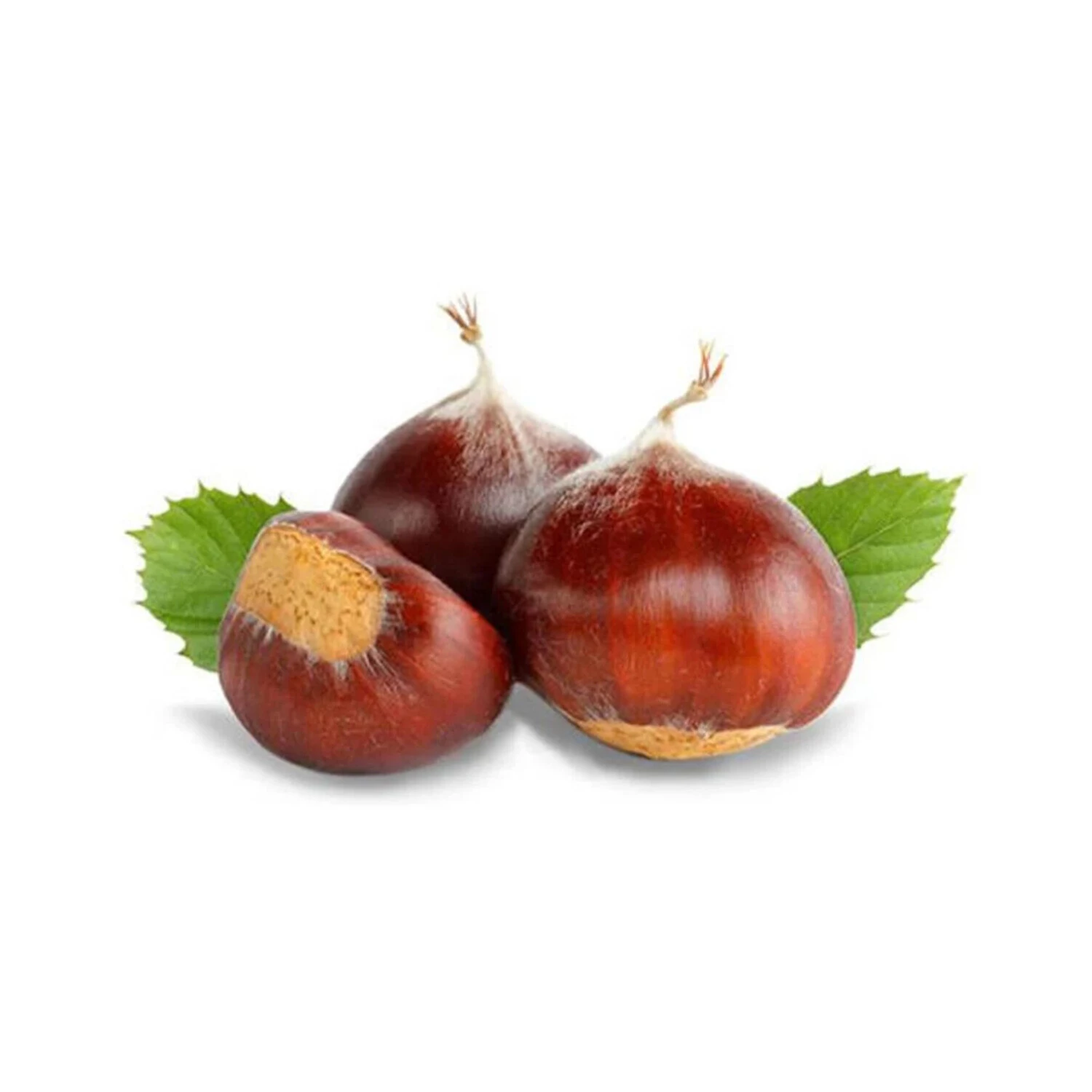 Kestane Bursa Kg