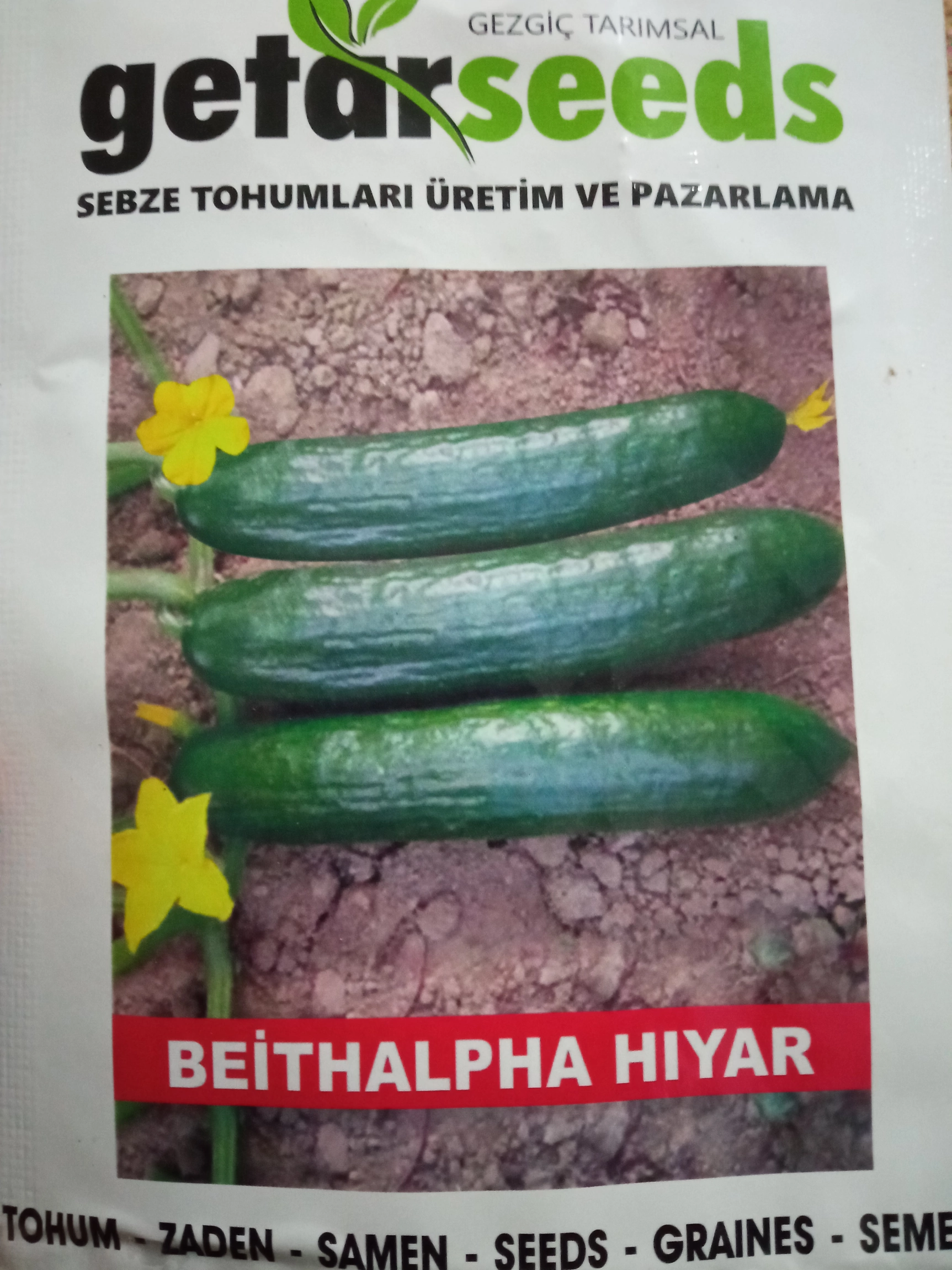 Salatalık Fidesi